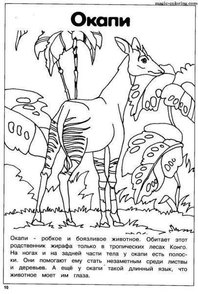 Животные красной книги раскраска