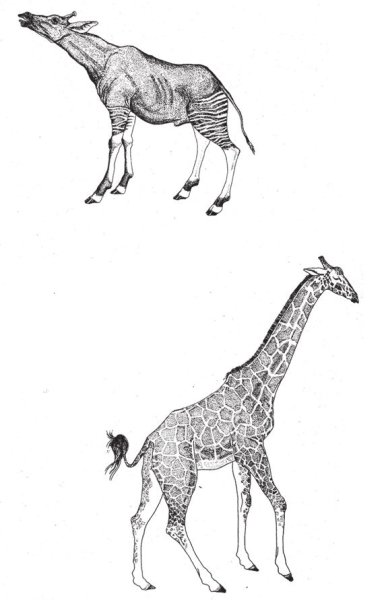 Окапи предки