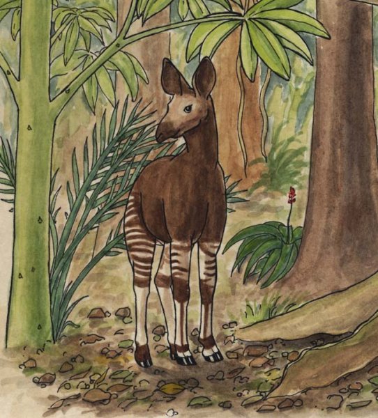 Окапи предки