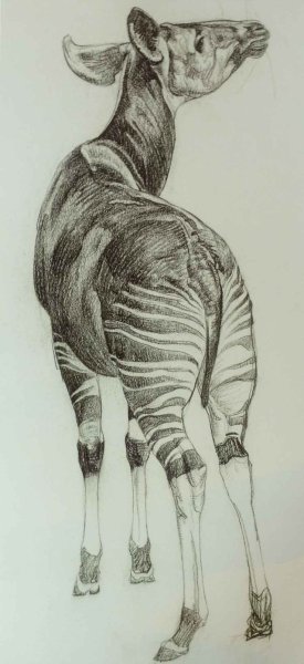 Окапи рисунок карандашом