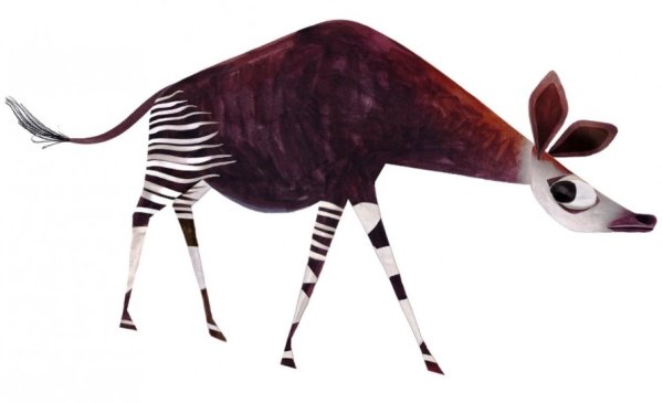 Окапи на белом фоне