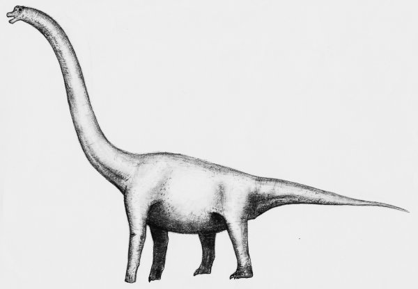 Диплодок Брахиозавр Бронтозавр