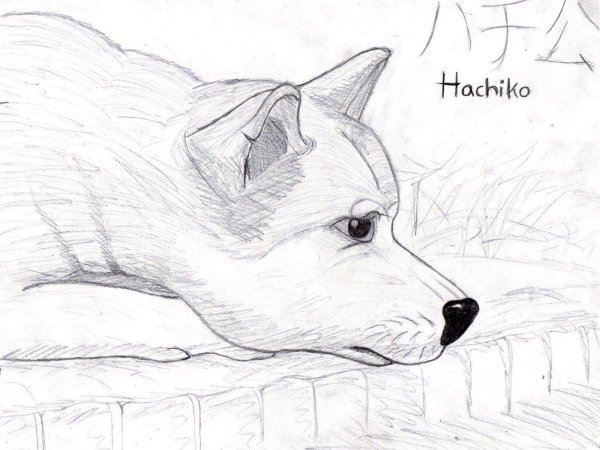 Хатико рисунок