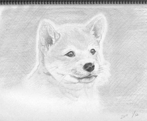 Акита ину карандашом