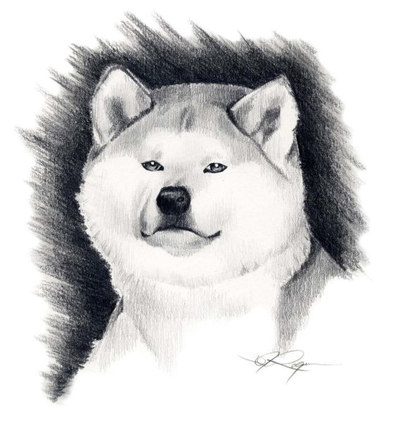 Акита карандашом