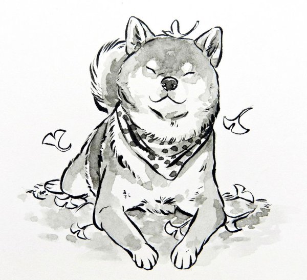 Шиба ину раскраска