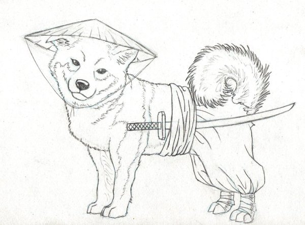 Раскраска собака Акита ину