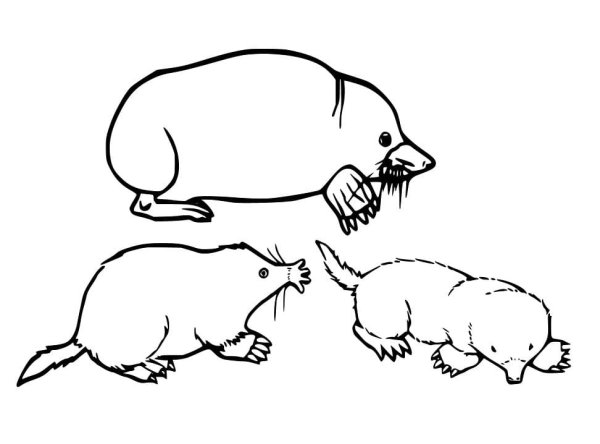 Крот раскраска для детей