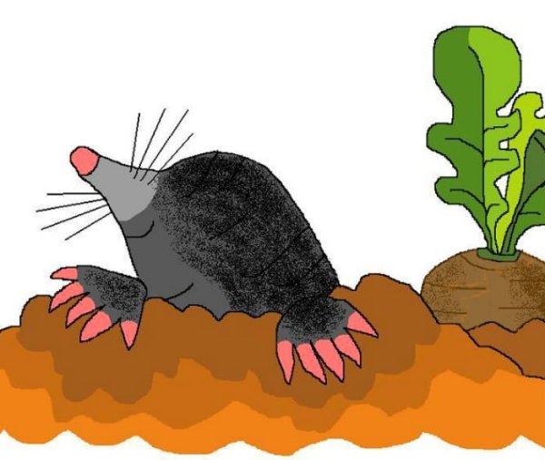 Раскраска сумчатый Крот