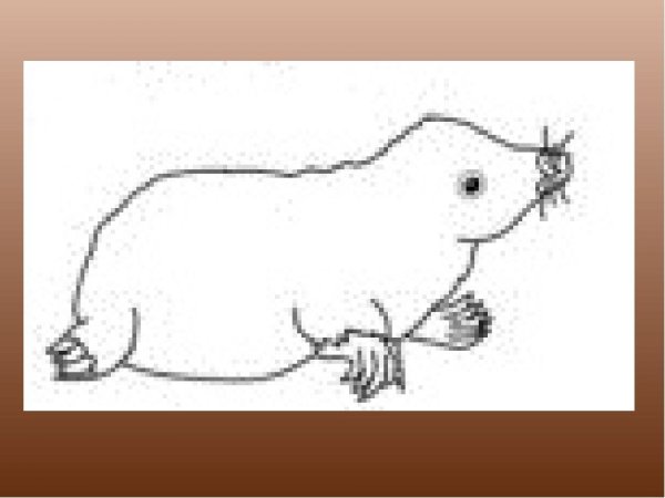 Крот контур