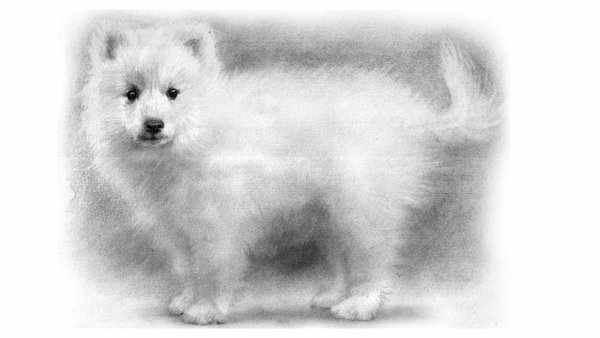 Японский шпиц рисунок