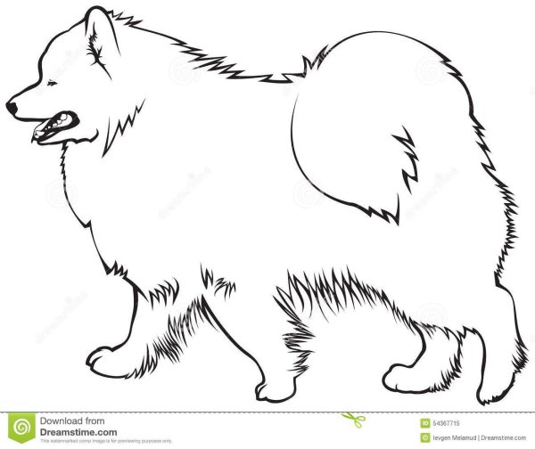 Самоед для срисовки