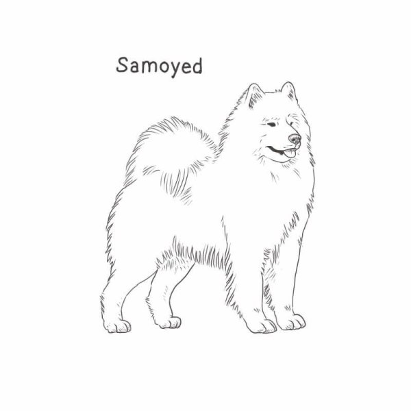 Самоедская лайка