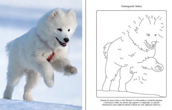 Раскраска собака самоед