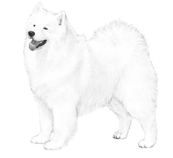 Самоед собака