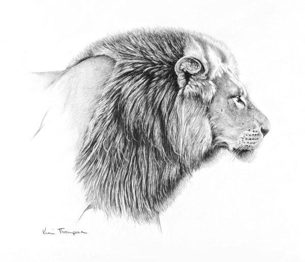 Голова Льва для рисования