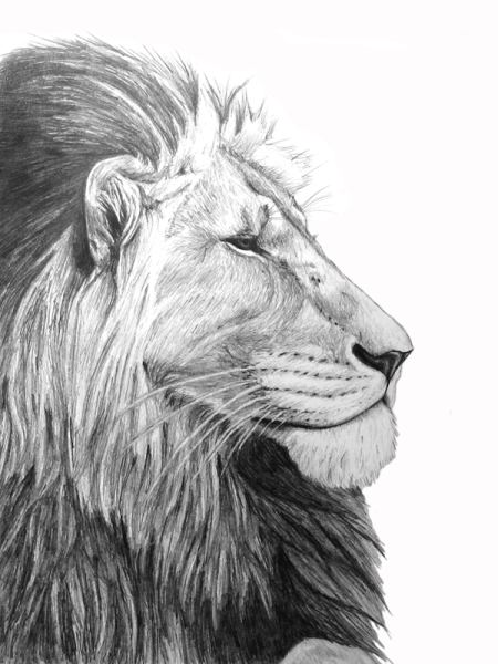 Лев в профиль эскиз