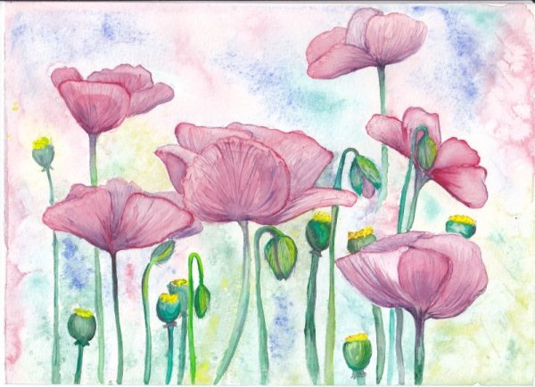 Роза карандашом