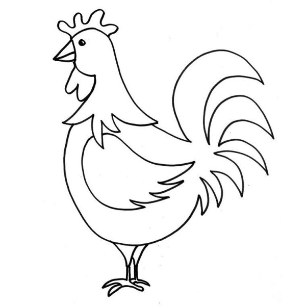 Взрослый петух рисунок