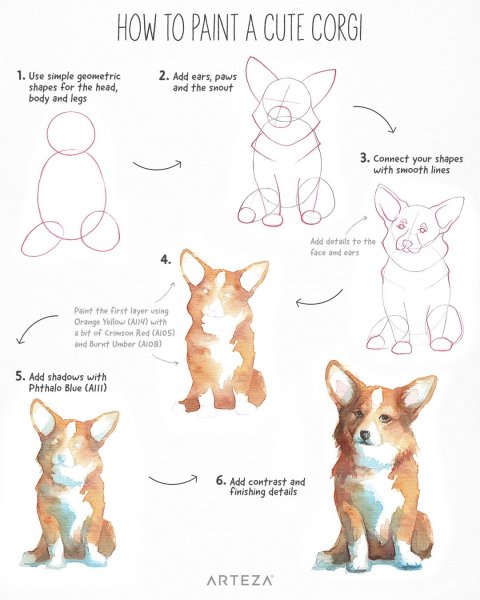 Корги рисунок пошагово
