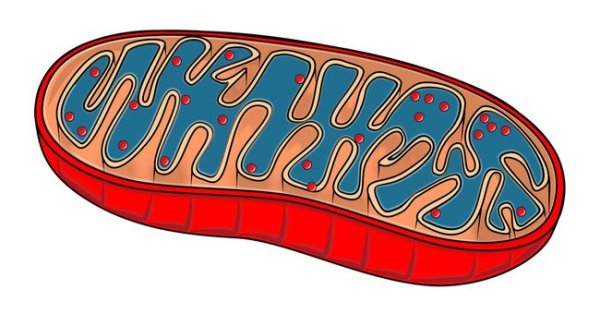 Митохондрии рисунок легкий