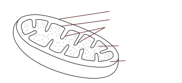 Строение митохондрии чб