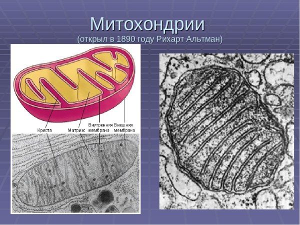 Альтман митохондрии