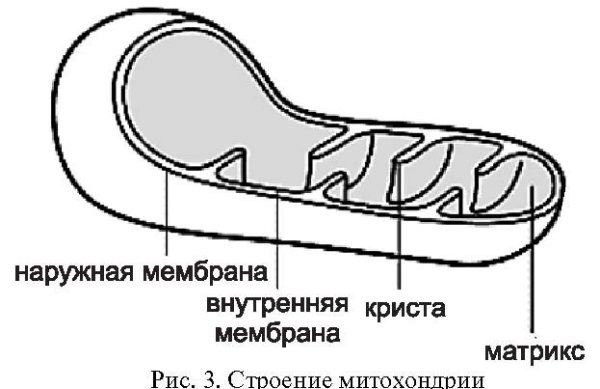 Митохондрии строение черно белое
