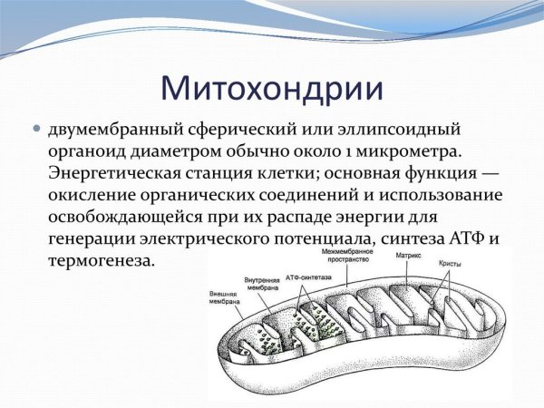 Митохондрии энергетические станции клетки