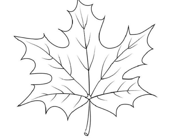 Кленовый лист карандашом