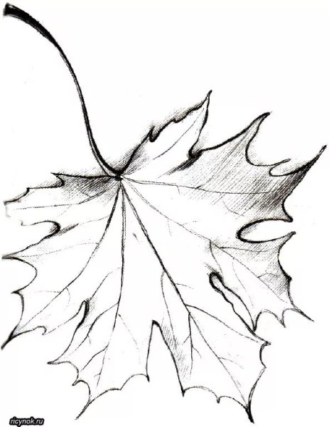 Осенние листья рисунок карандашом