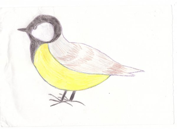 Рисование птицы синицы