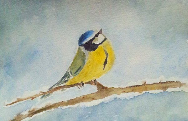 Рисование птицы синицы