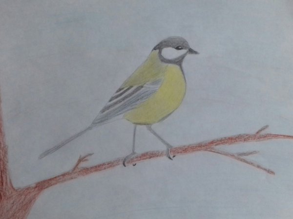 Аппликация синица в старшей группе