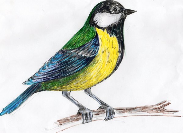 Рисование синицы