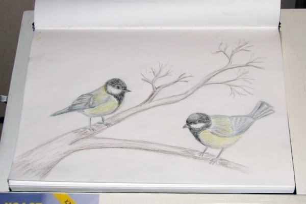 Синичка рисунок акварелью