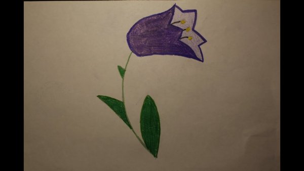 Колокольчики цветы легкие