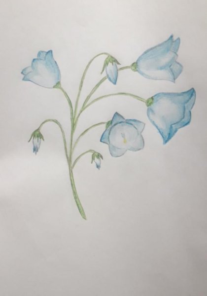 Колокольчики цветными карандашами