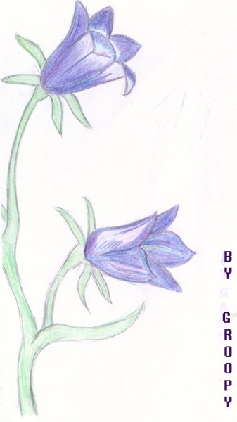 Нарисовать колокольчик цветок