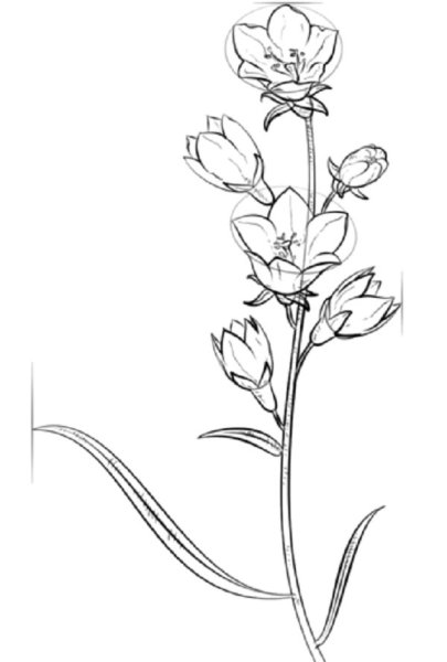 Полевые цветы для срисовки