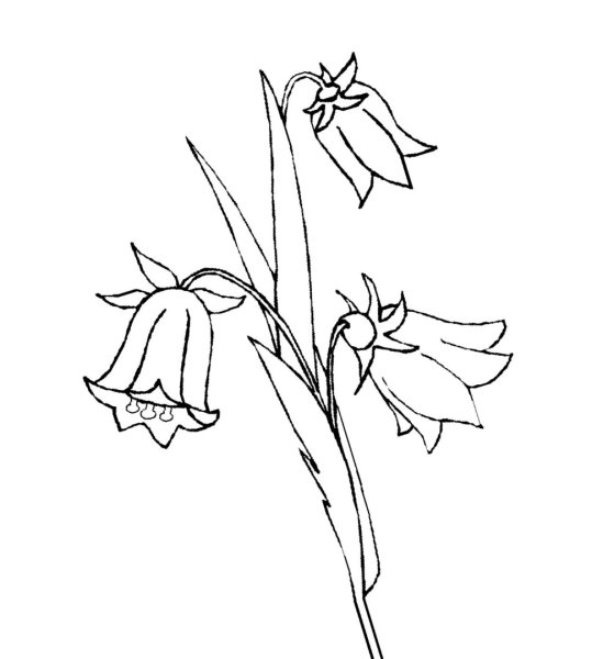 Колокольчик рисунок