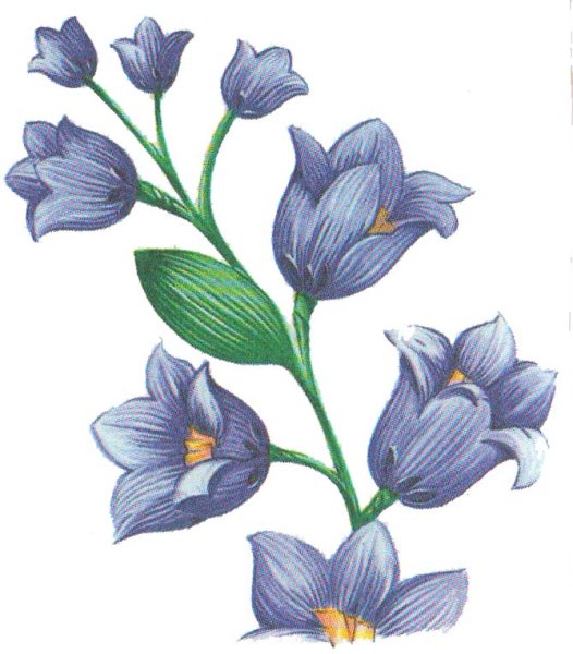 Рисунок для детей цветов цветными карандашами