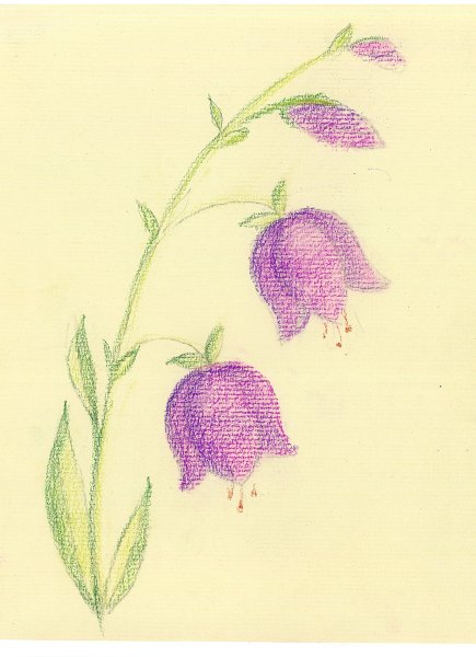 Раскраска колокольчик цветок