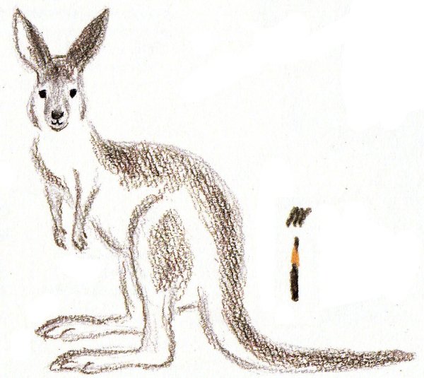 Как нарисовать кенгуру для детей
