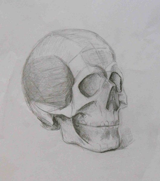 Череп в разных ракурсах рисунок