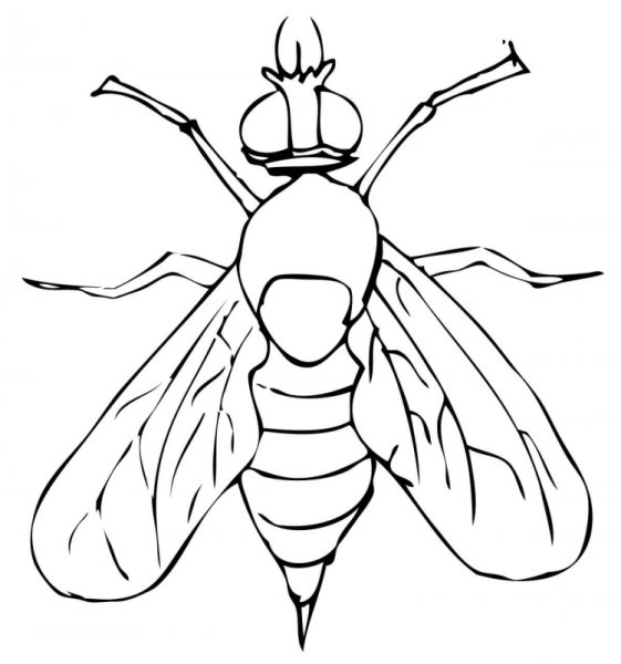 Муха рисунок для детей простой