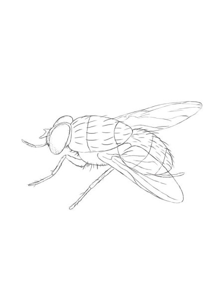 Муха раскраска