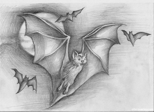 Летучая мышь рисунок карандашом