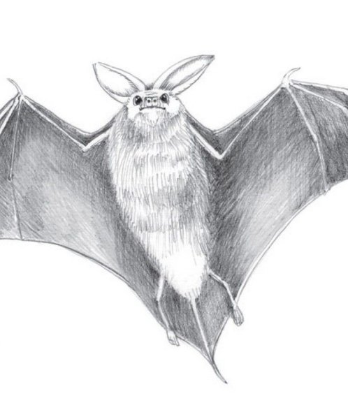 Летучая мышь карандашом