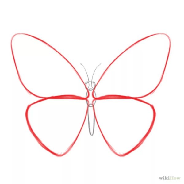 Красивые бабочки для срисовки карандашом